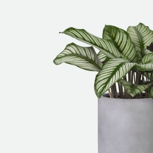 Plantes artificielles
