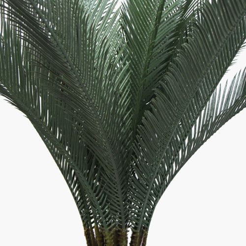 Cycas du Japon – 80cm