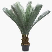 cycas-du-japon-80cm