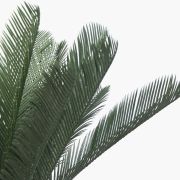 Cycas du Japon – 80cm