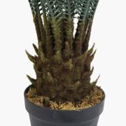 Cycas du Japon – 80cm