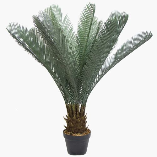 Cycas du Japon – 80cm