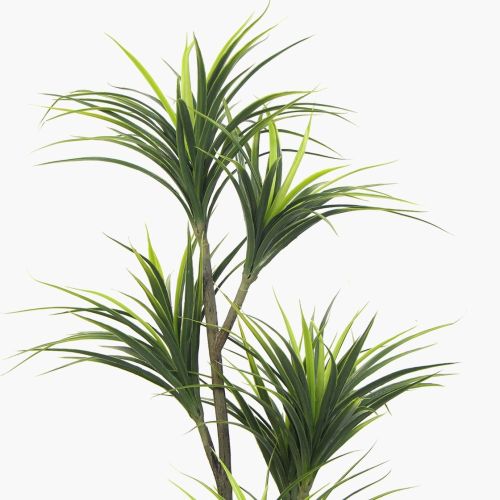 Dracaena – 150cm