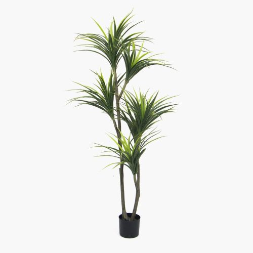 Dracaena – 150cm