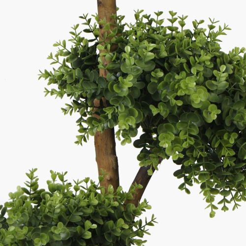 Ficus Bonsaï – 150cm