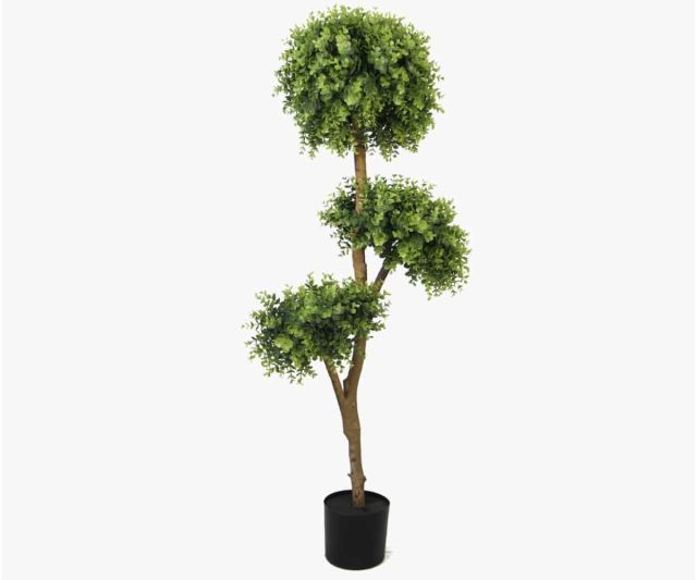 ficus-bonsai-140cm