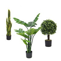 Plantes 80 - 120 cm